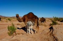 chameau 1 maroc