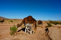 chameau 2 maroc